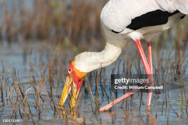 yellow-billed stork in the selous game reserve, tanzania. - selous game reserve stockfoto's en -beelden