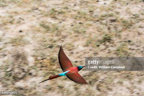 northern carmine bee-eater in the selous game reserve, tanzania. - selous game reserve stockfoto's en -beelden