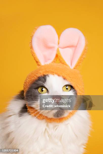 pasen kitty op geel - cute or scary curious animal costumes from the archives stockfoto's en -beelden