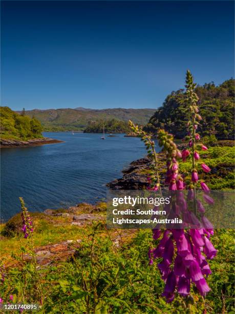 loch moidart, lochaber, western highlands, scotland, united kingdom - loch moidart stock pictures, royalty-free photos & images