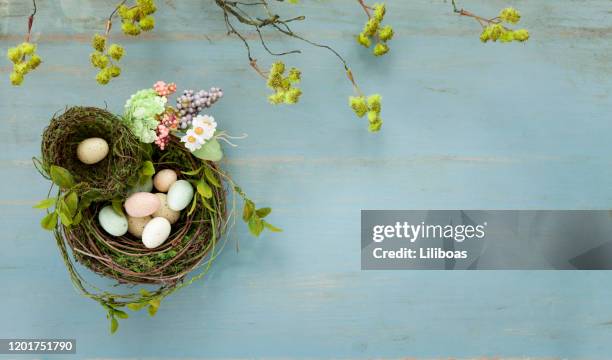 ostern vogel nest mit ostereier auf rustikalen blauen holz hintergrund - easter flowers stock-fotos und bilder