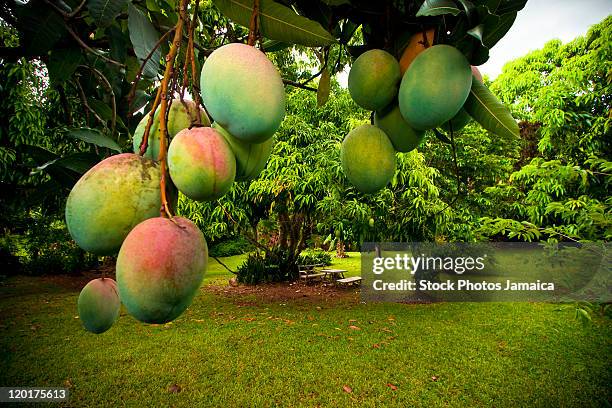 mangoes - mango tree ストックフォトと画像