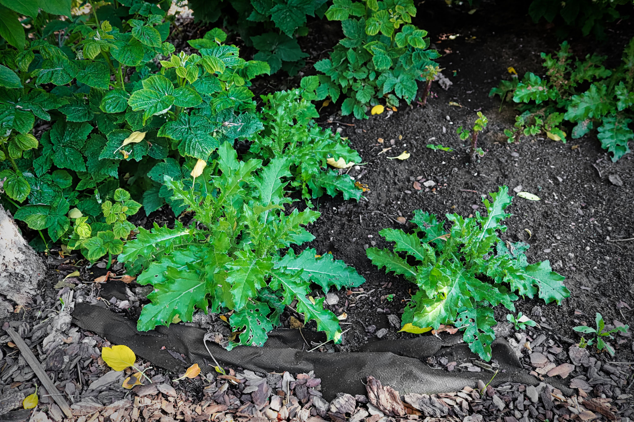 invasive plant