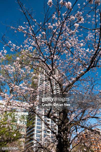 桜 - 桜 stock pictures, royalty-free photos & images