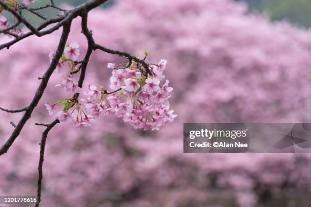 河津桜 - 伊豆 stockfoto's en -beelden