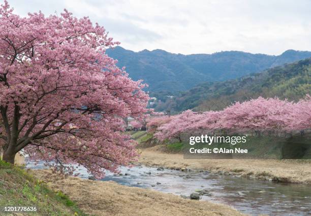 河津桜 - 伊豆 stockfoto's en -beelden