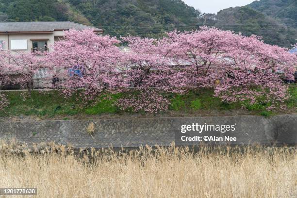 河津桜 - 伊豆 stockfoto's en -beelden