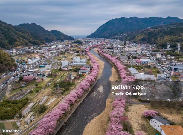 河津桜 - 伊豆 stock pictures, royalty-free photos & images