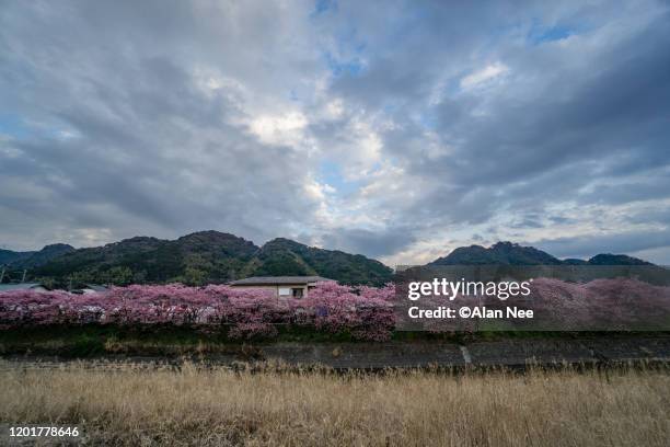 河津桜 - 伊豆 stockfoto's en -beelden