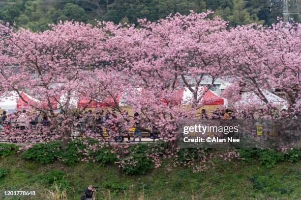 河津桜 - 伊豆 stock pictures, royalty-free photos & images