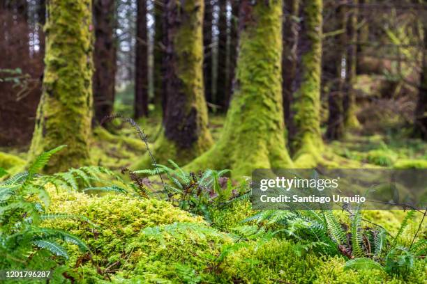 moss and ferns at old forest - musgo - fotografias e filmes do acervo