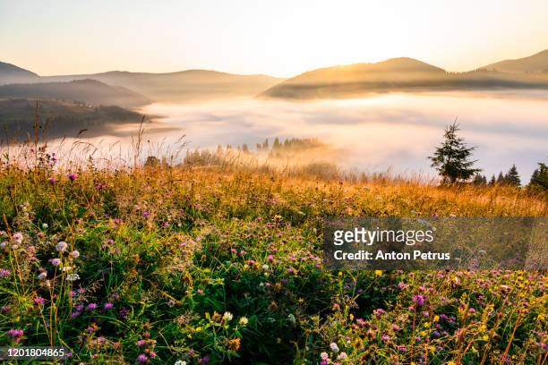 wild flowers at sunrise on a background of foggy mountains - frühling stock-fotos und bilder