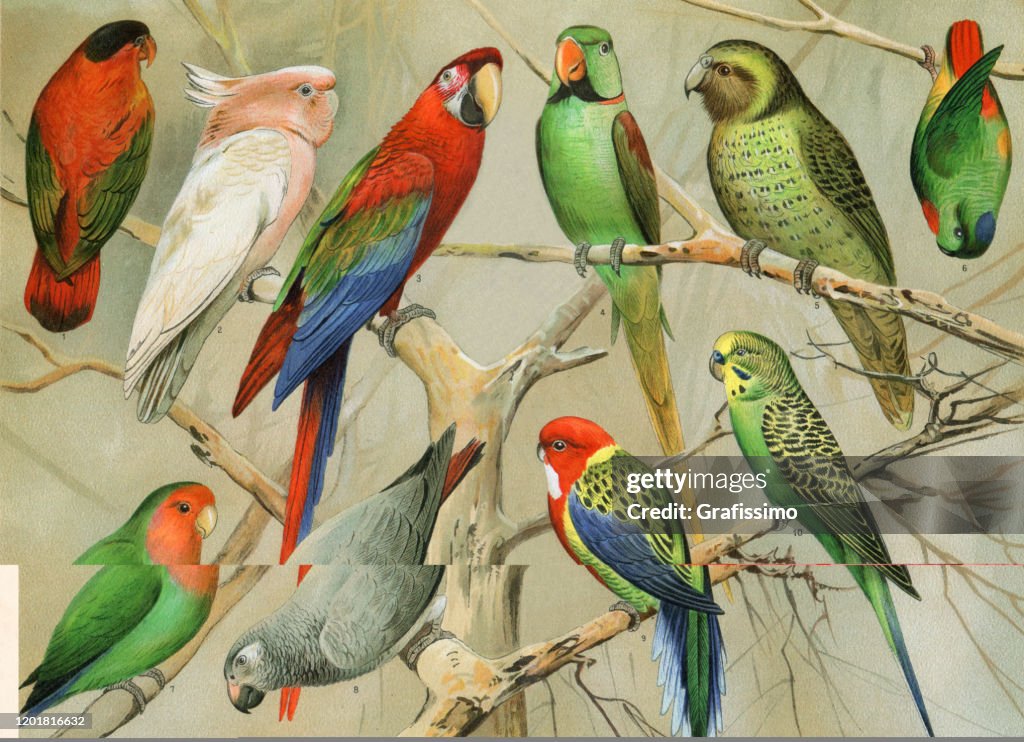 Cocamato de loro budgerigar en la ilustración de la selva tropical