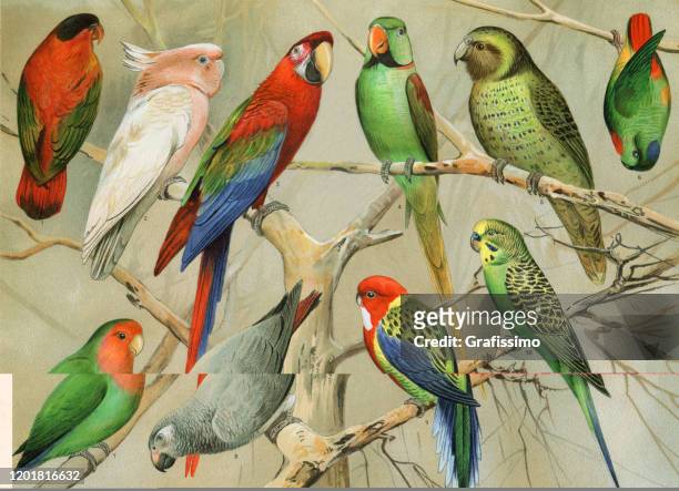 bildbanksillustrationer, clip art samt tecknat material och ikoner med papegoja budgerigar makak i tropisk regnskog illustration - papegoja