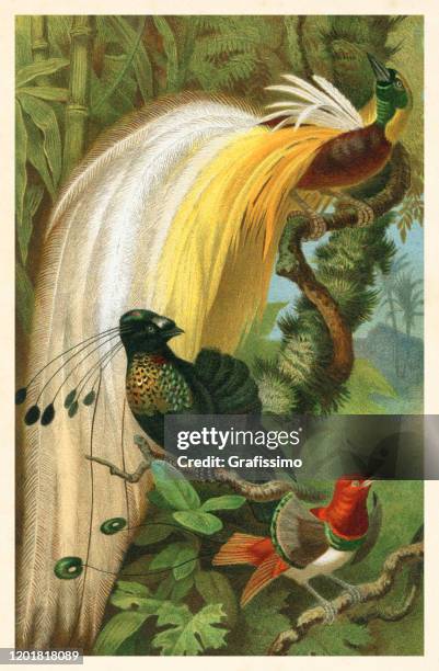 bird-of-paradise paradisaeidae in tropical rainforest illustration - bird of paradise stock illustrations