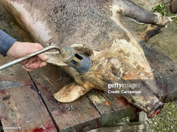 a pig burned after his death - fat burning stock pictures, royalty-free photos & images