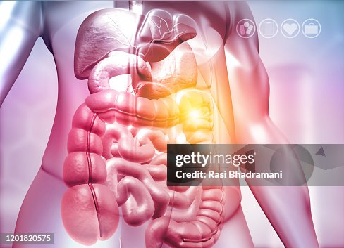 Human Body With Digestive System High Biology Diagrams