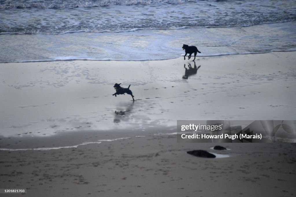A Dog's Beach