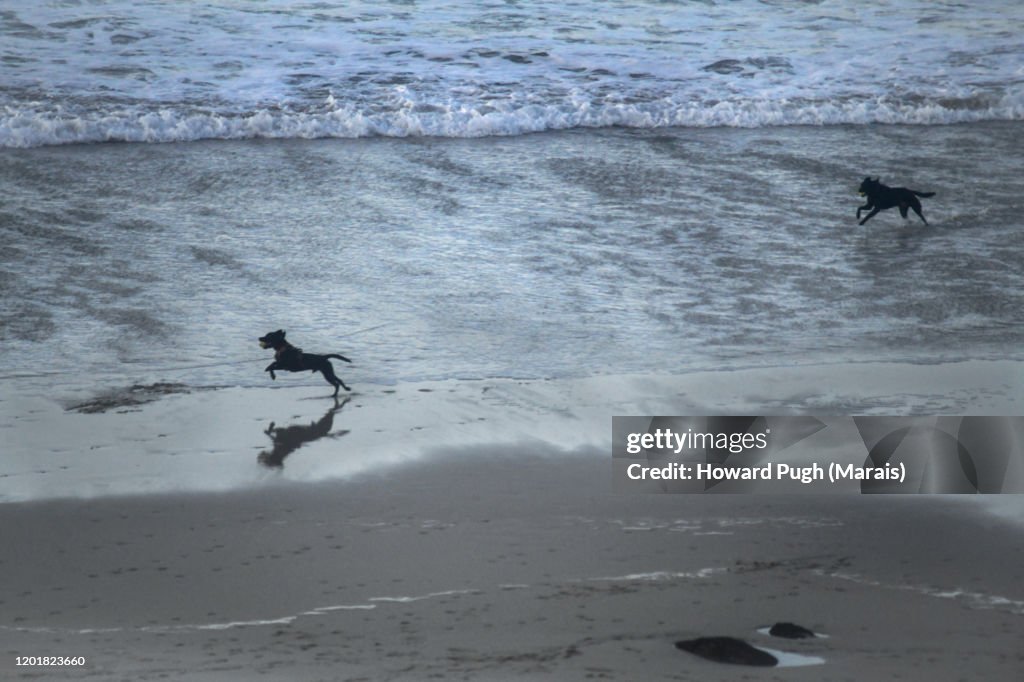 A Dog's Beach