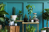 Stylish composition of home garden interior filled a lot of beautiful plants, cacti, succulents, air plant in different design pots. Green wall paneling. Template. Home gardening concept Home jungle.