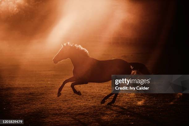 pferd im galopp im sonnenuntergang freilauf in bewegung auf wiese weide gegenlicht - mare stock pictures, royalty-free photos & images