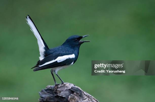 the oriental magpie - ekster stockfoto's en -beelden