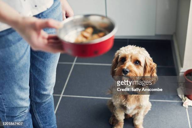 woman feeding her pet dog - feeding stockfoto's en -beelden