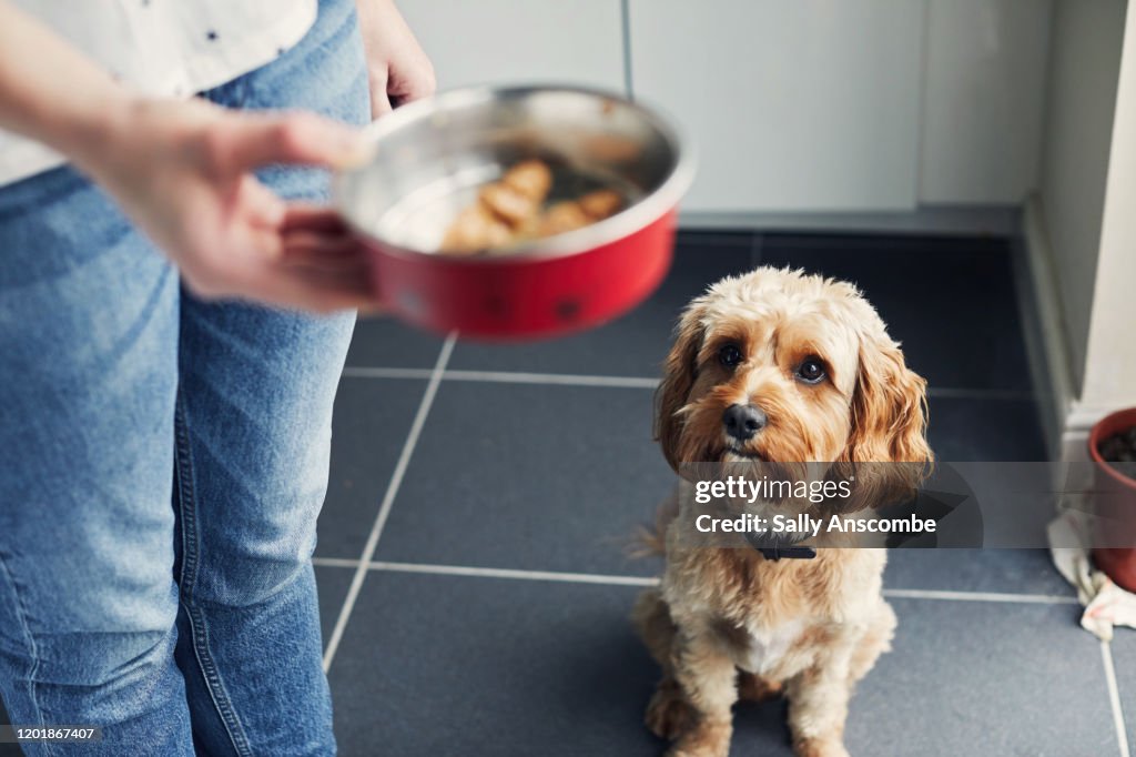 Woman feeding her pet dog