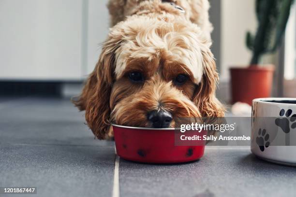 dog eating food from a bowl - hondenbak stockfoto's en -beelden