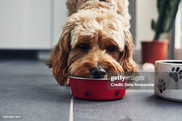 dog eating food from a bowl - feeding puppies stock pictures, royalty-free photos & images