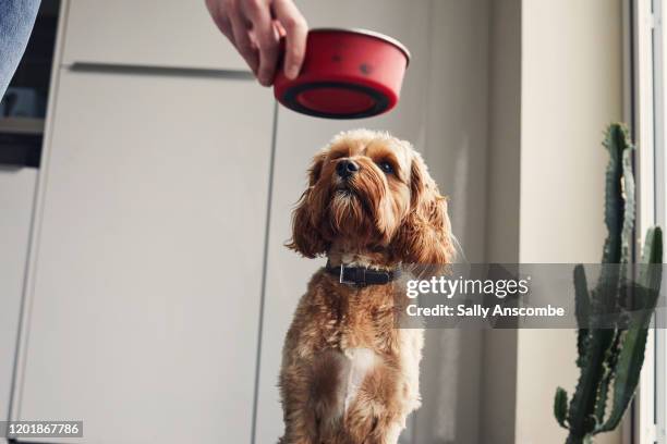 woman feeding her pet dog - hundefutter stock-fotos und bilder