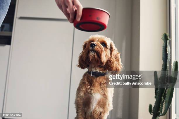 woman feeding her pet dog - dog bowl fotografías e imágenes de stock