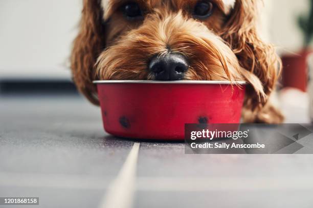 dog eating food from a bowl - huisdiervoeding stockfoto's en -beelden