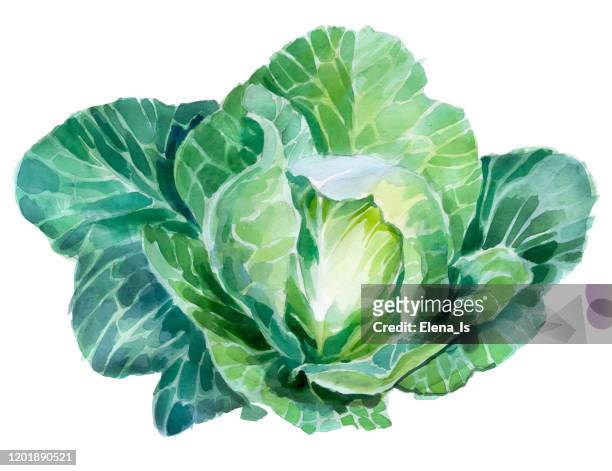 ilustrações, clipart, desenhos animados e ícones de aquarela de repolho branco - white cabbage