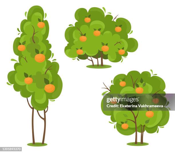 orange trees set. vector isolates in cartoon flat style. white background. - orange tree stock illustrations
