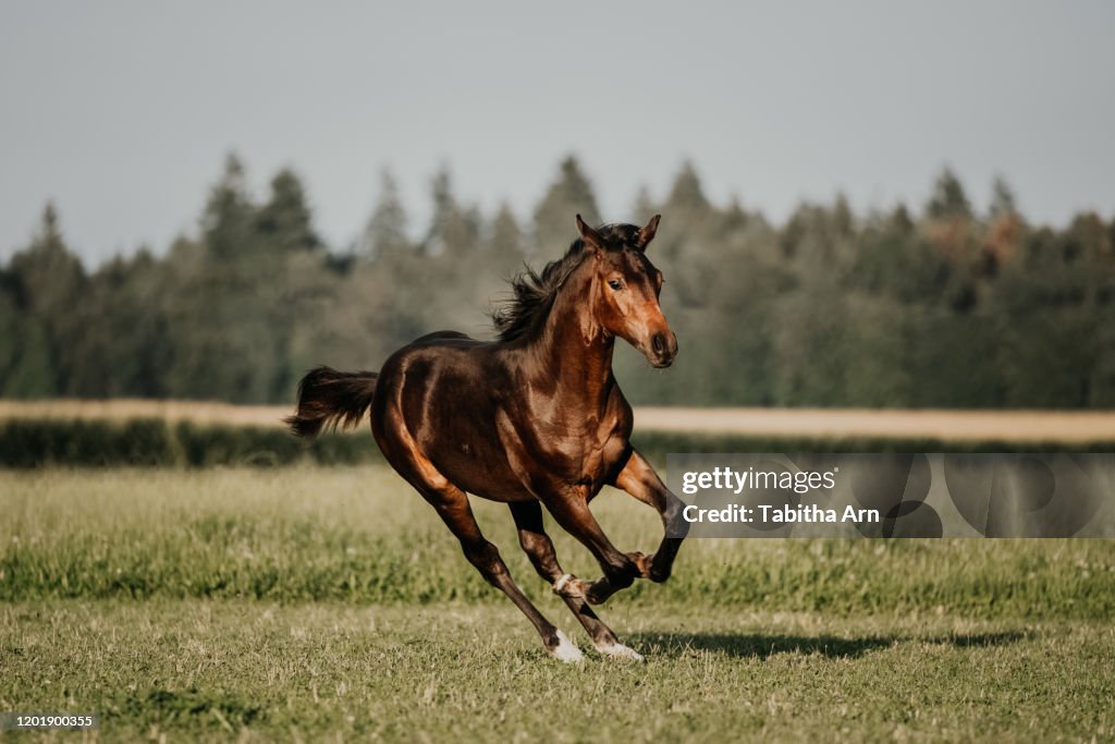 Fohlen auf der Wiese im Galopp