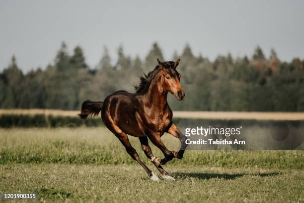 fohlen auf der wiese im galopp - horse stock pictures, royalty-free photos & images
