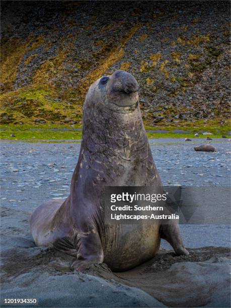 elephant seal, south georgia island, southern atlantic ocean. - elephant seal stockfoto's en -beelden