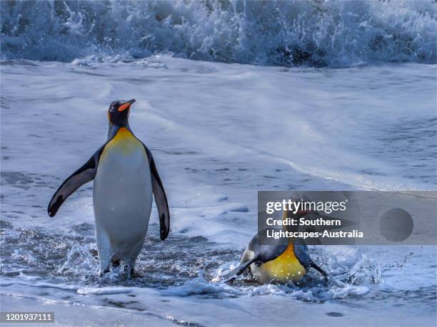 king penguins (aptenodytes patagonicus) coming ashore at st andrews bay, south georgia island, southern atlantic ocean. - south atlantic ocean stock pictures, royalty-free photos & images