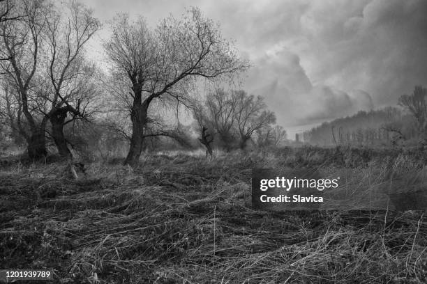 espeluznante paisaje invernal - árido fotografías e imágenes de stock