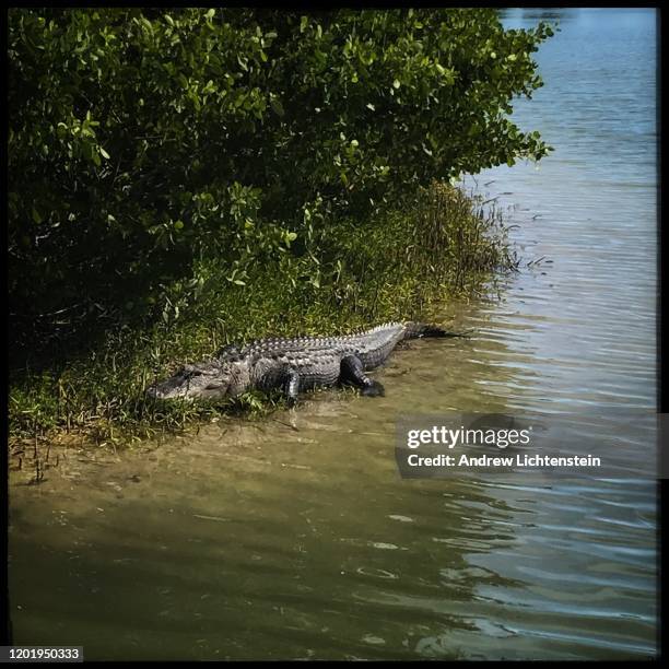 Cayo Costa State Park Photos and Premium High Res Pictures - Getty Images
