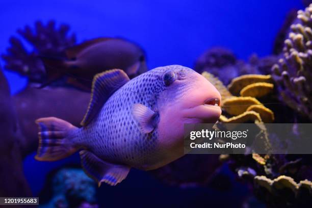 An example of Titan Triggerfish seen at the Underwater Observatory Marine Park aquarium in the Israeli resort city of Eilat, on the shore of the Red...