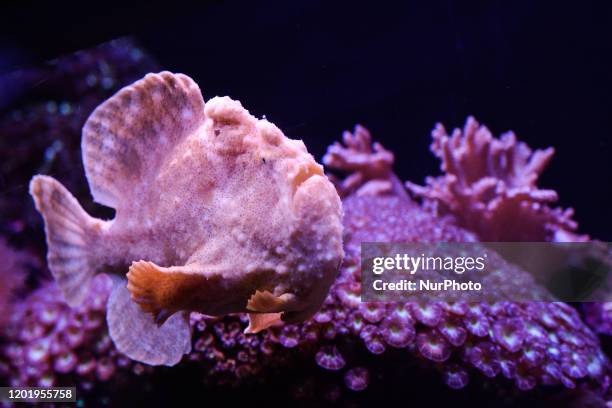 Phrog Fish 1,702 Frogfish Stock Photos, High-Res Pictures, and Images - Getty Images