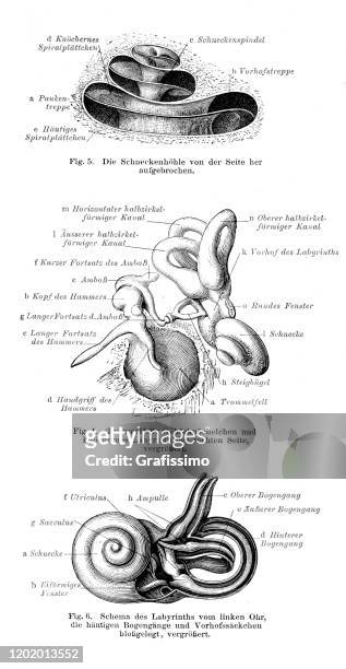 human ear inside view 19th century medical illustration - cochlea stock illustrations