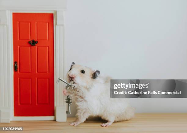 hamster with keys - key in door stock-fotos und bilder