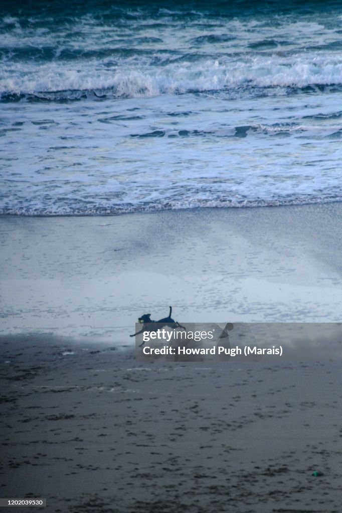 A Dog's Beach