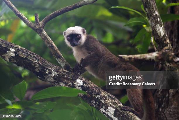 white-fronted brown lemur, eulemur albifrons, madagascar - cebus albifrons stock pictures, royalty-free photos & images