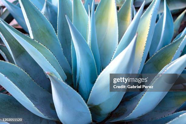 a blue agave from oaxaca, mexico - agave plant stockfoto's en -beelden
