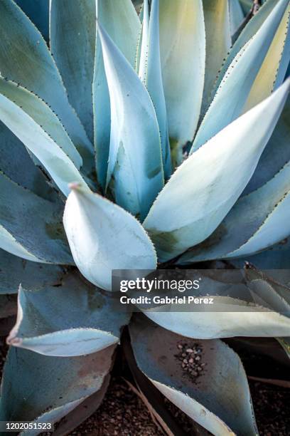 a blue agave from oaxaca, mexico - agave azul - fotografias e filmes do acervo