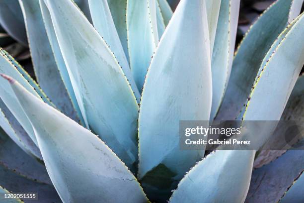 a blue agave from oaxaca, mexico - blue agave plant stock pictures, royalty-free photos & images